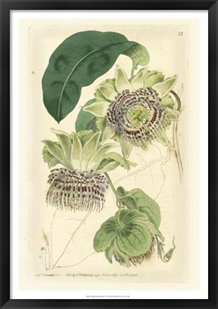 Framed Antique Passionflower II Print