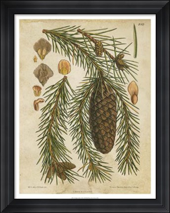 Framed Vintage Conifers I Print