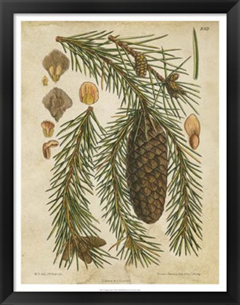 Framed Vintage Conifers I Print