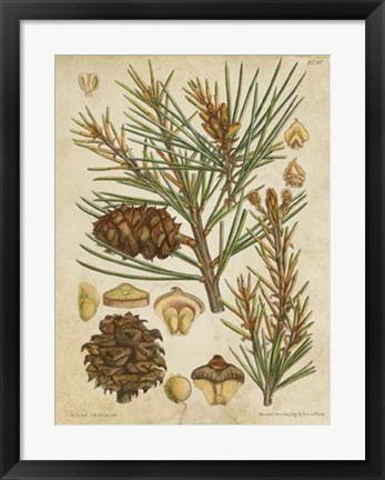 Framed Vintage Conifers II Print