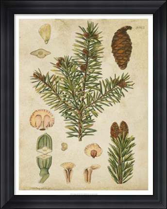 Framed Vintage Conifers III Print
