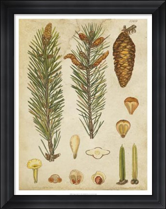 Framed Vintage Conifers IV Print