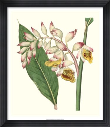 Framed Tropical Nodding Renealmia Print