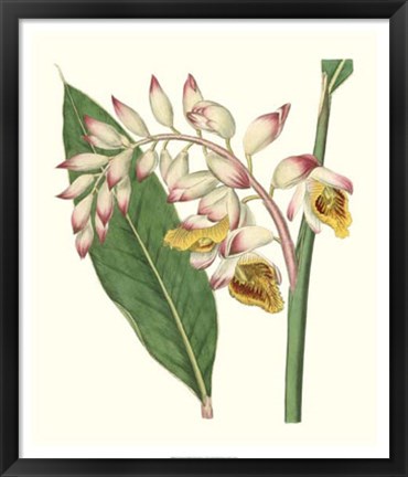 Framed Tropical Nodding Renealmia Print