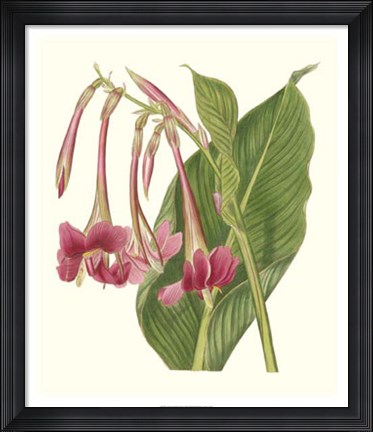 Framed Tropical Indian Reed Print