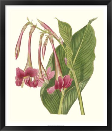 Framed Tropical Indian Reed Print