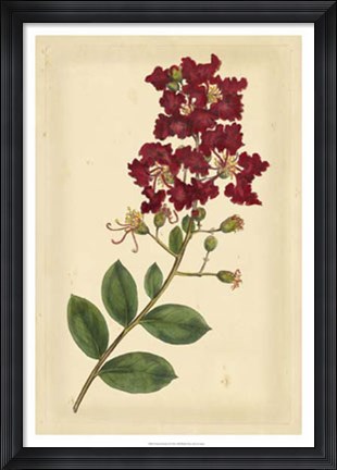 Framed Floral Varieties II Print