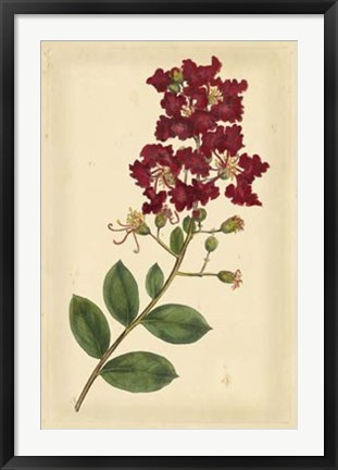 Framed Floral Varieties II Print