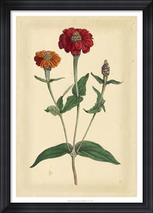 Framed Floral Varieties III Print