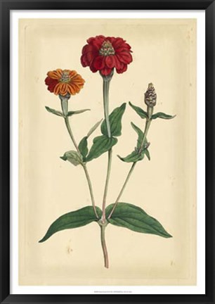 Framed Floral Varieties III Print
