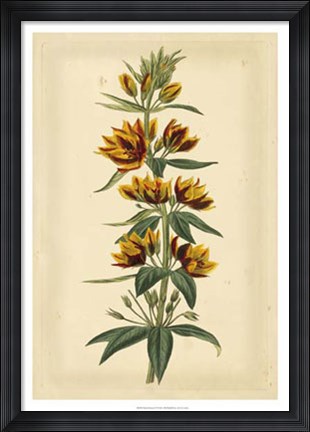 Framed Floral Varieties IV Print