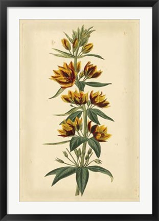 Framed Floral Varieties IV Print