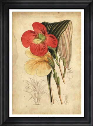 Framed Tropical Blooms I Print