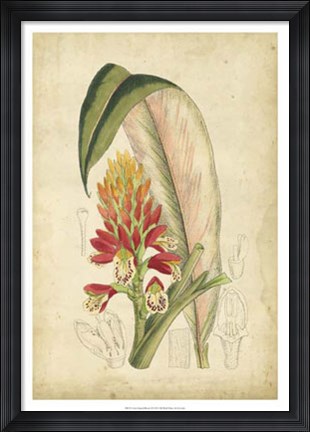 Framed Tropical Blooms II Print