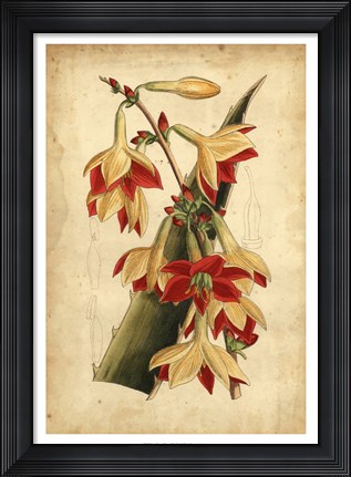Framed Tropical Blooms III Print