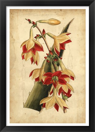 Framed Tropical Blooms III Print