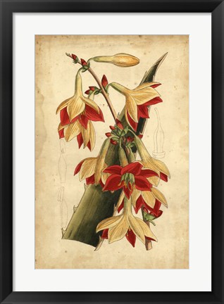 Framed Tropical Blooms III Print