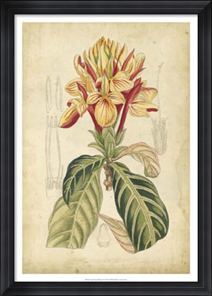 Framed Tropical Blooms IV Print