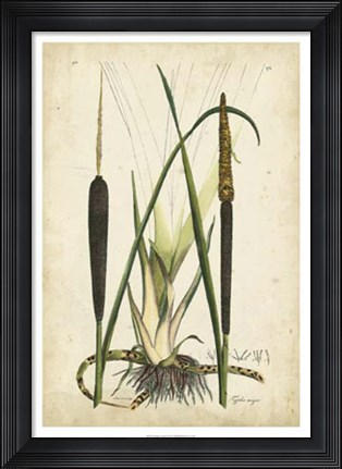 Framed Antique Cattail I Print