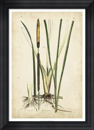 Framed Antique Cattail II Print