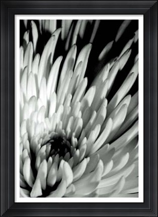 Framed Dramatic Mum I Print