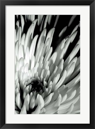 Framed Dramatic Mum I Print