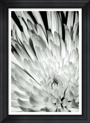 Framed Dramatic Mum II Print