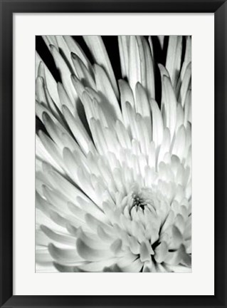 Framed Dramatic Mum II Print