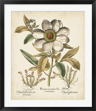 Framed Ivory Peonies I Print