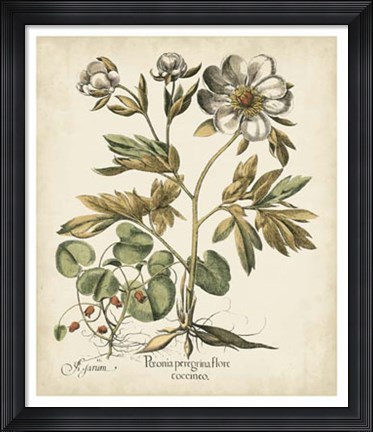 Framed Ivory Peonies III Print