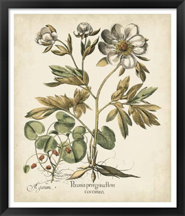 Framed Ivory Peonies III Print