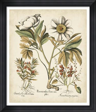 Framed Ivory Peonies IV Print