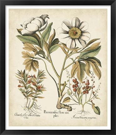 Framed Ivory Peonies IV Print