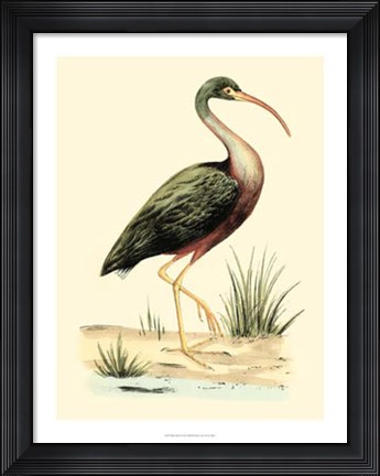 Framed Water Birds I Print