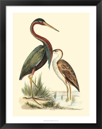 Framed Water Birds III Print