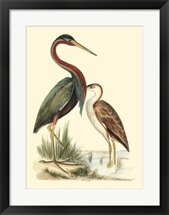 Framed Water Birds III Print
