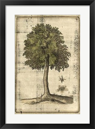 Framed Fruitful Realm II Print