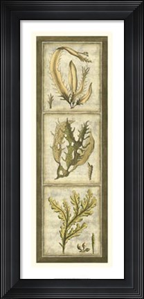 Framed Exotic Seaweed Panel I Print