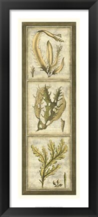 Framed Exotic Seaweed Panel I Print