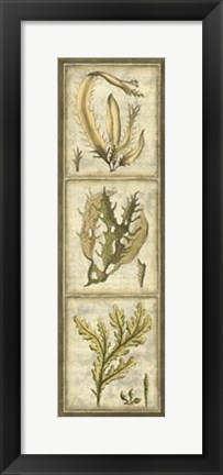Framed Exotic Seaweed Panel I Print