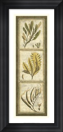 Framed Exotic Seaweed Panel II Print