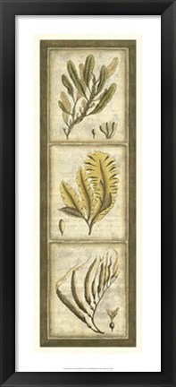 Framed Exotic Seaweed Panel II Print