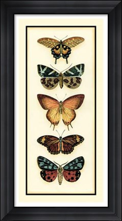 Framed Butterfly Collector V Print