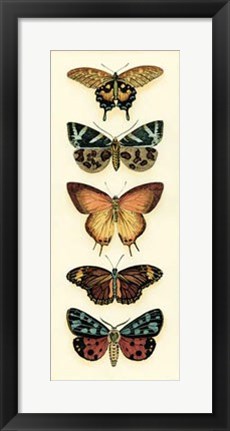 Framed Butterfly Collector V Print