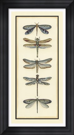 Framed Dragonfly Collector I Print