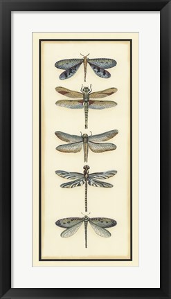 Framed Dragonfly Collector I Print
