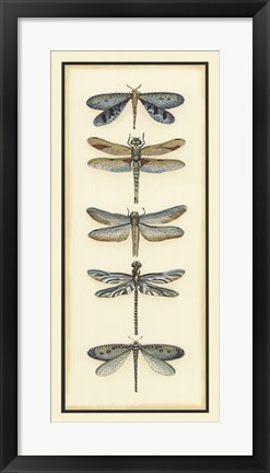 Framed Dragonfly Collector I Print