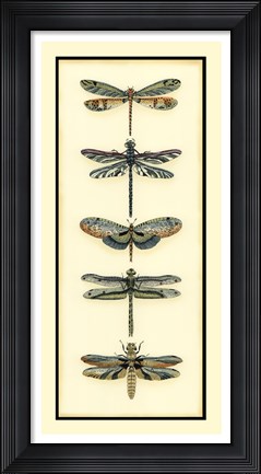 Framed Dragonfly Collector II Print