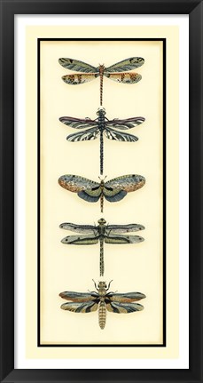 Framed Dragonfly Collector II Print