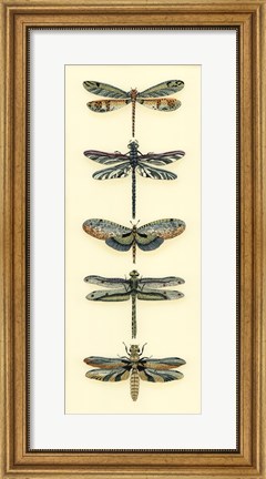 Framed Dragonfly Collector II Print
